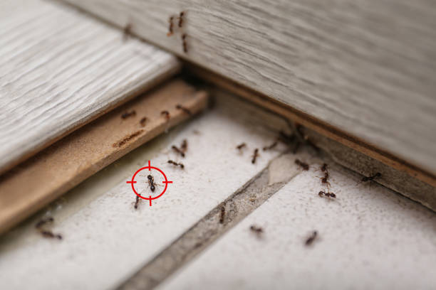 Best Affordable Pest Control Services  in Pomona Park, FL