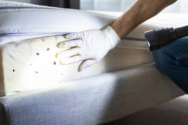 Best Rat Extermination Near Me  in Pomona Park, FL