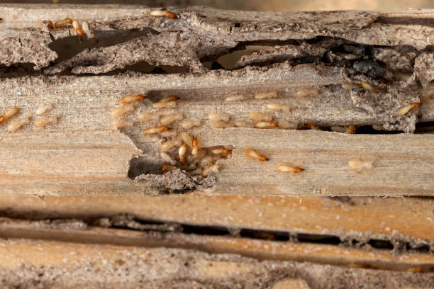 Best Rat Extermination Near Me  in Pomona Park, FL
