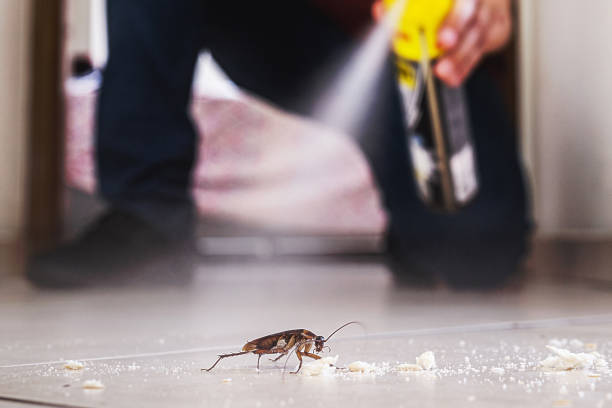 Best Spider Control Near Me  in Pomona Park, FL
