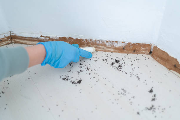 Best Pest Prevention Services  in Pomona Park, FL